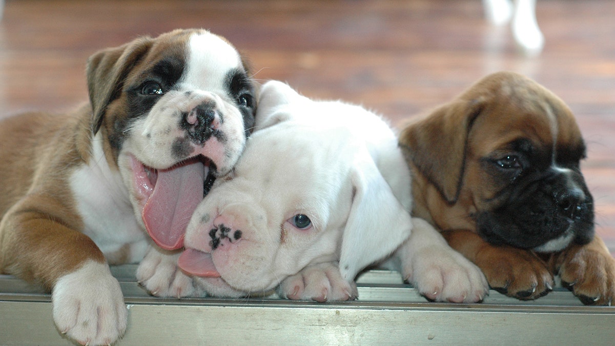 Pet store puppies have been linked to a bacterial infection outbreak that the Centers for Disease Control and Prevention says has sickened at least 30 people across 12 states in the U.S.