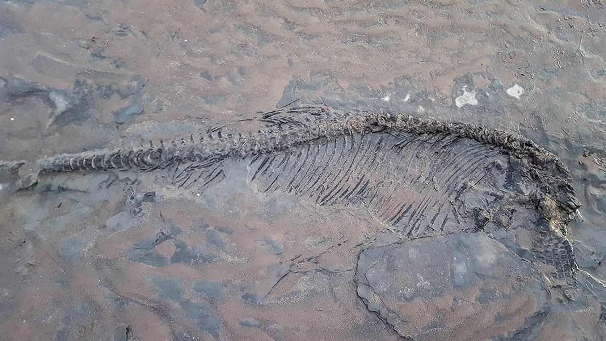 A dog walker was left stunned when his pooches led him over to a bone while walking on the beach - and accidentally discovered a 65-million-year-old ichthyosaur skeleton. (Credit: Caters News Agency)
