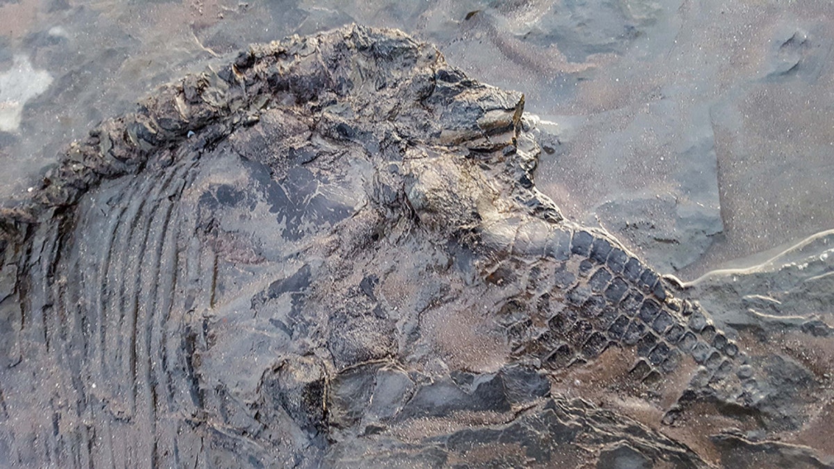 The skeleton - which Jon believes to be of a prehistoric ichthyosaur - was unearthed after a week of rough seas on the south coast. The ichthyosaur was a prehistoric porpoise-like sea mammal that lived during the Jurassic period. (Credit: Caters News Agency)