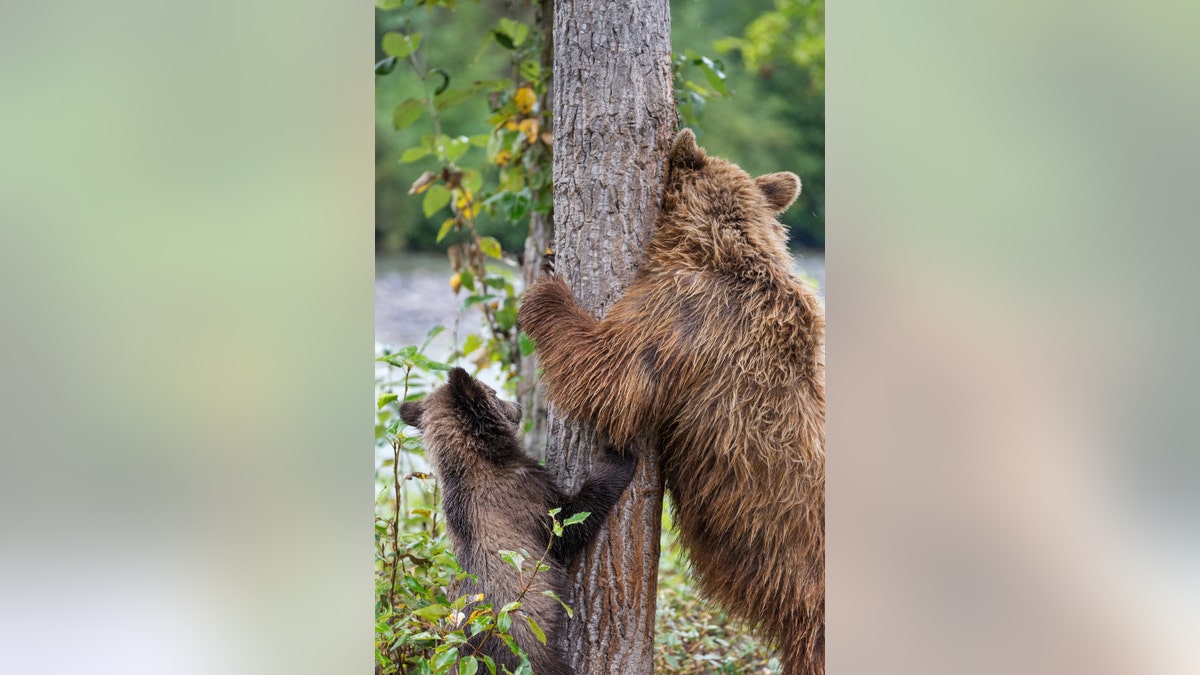 This is the adorable moment a mother bear shows her young cub how to scratch its back against a handy tree. (Credit: SWNS)