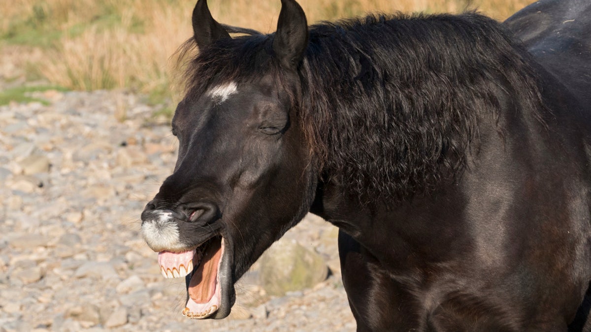 This is the hilarious moment a horse looked like it was hysterically laughing in a field. With its eyes closed and head bowed, the horse flashes its teeth at photographer Paul Williams while in a field in Cumbria. (Credit: SWNS)