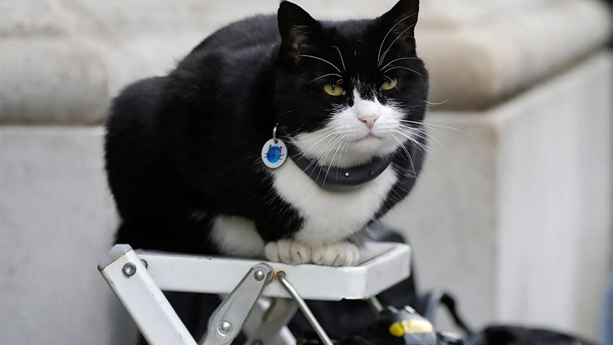 Palmerston returned to the United Kingdom's Foreign Office on Monday after a six-month hiatus used to recover from weight gain and stress.