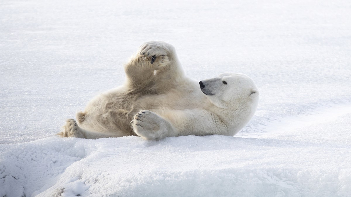 A polar bear pulls yoga moves on a frozen lake in Svalbard, Norway. 28/11/19 - file photo. (Credit: SWNS)