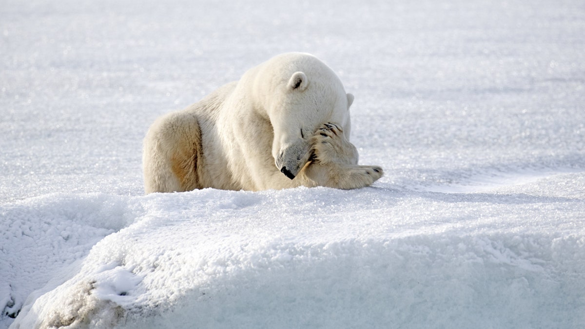 Arctic Animals Yoga Cards for Kids – Kids Yoga Stories