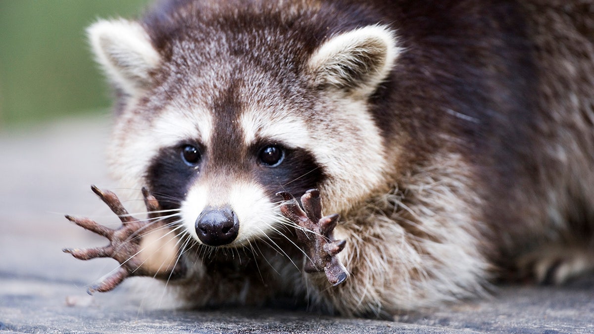 A raccoon who apparently drank some mulled