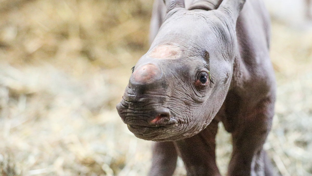 On December 24, a critically endangered black rhino named Doppsee gave birth to a baby.