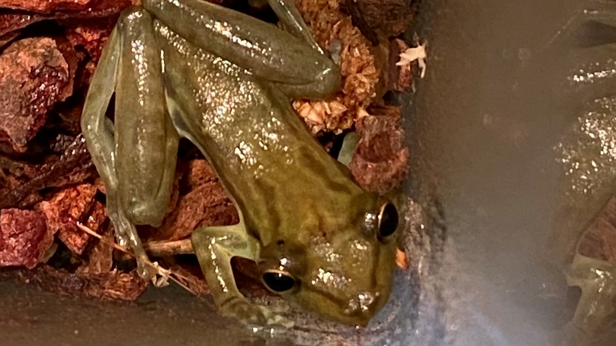 A frog found hiding in a bunch of bananas is thought to have traveled all the way from Ecuador, before being collected by the RSPCA at a supermarket in Northampton. 