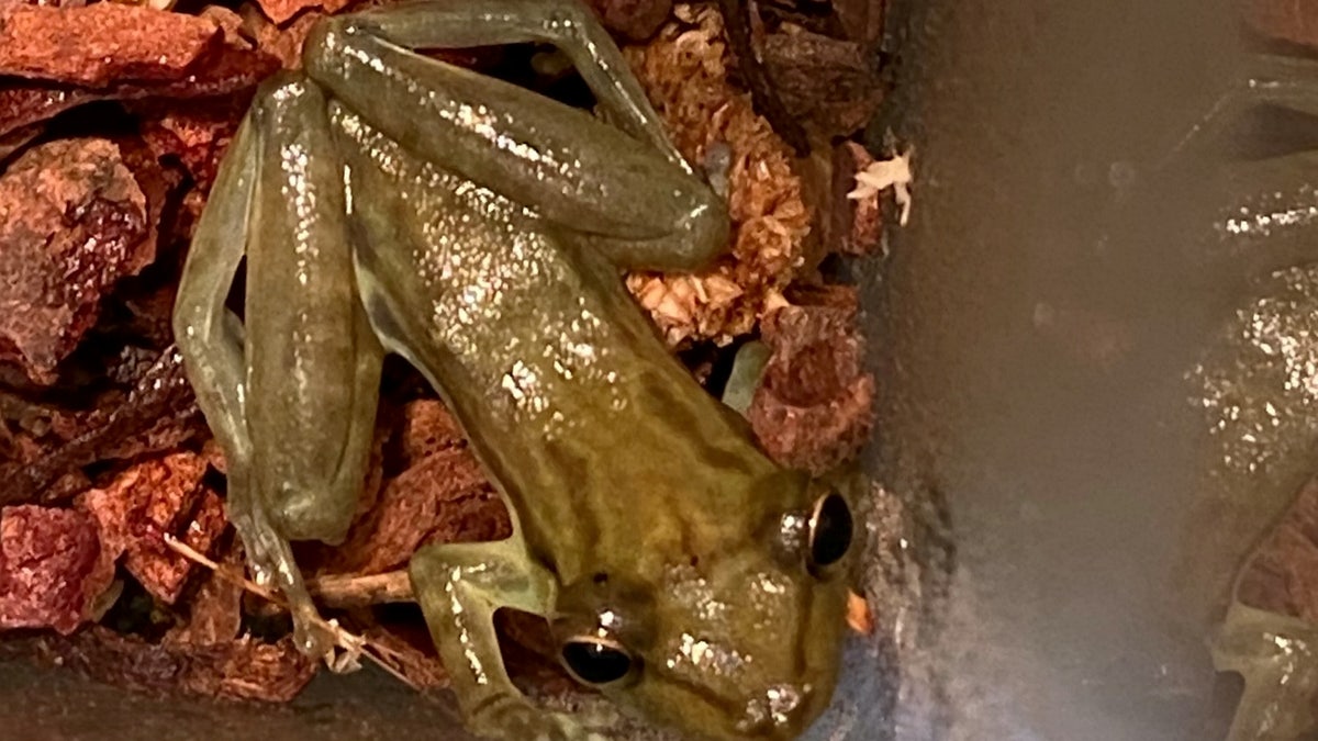 A frog found hiding in a bunch of bananas is thought to have traveled all the way from Ecuador, before being collected by the RSPCA at a supermarket in Northampton.
