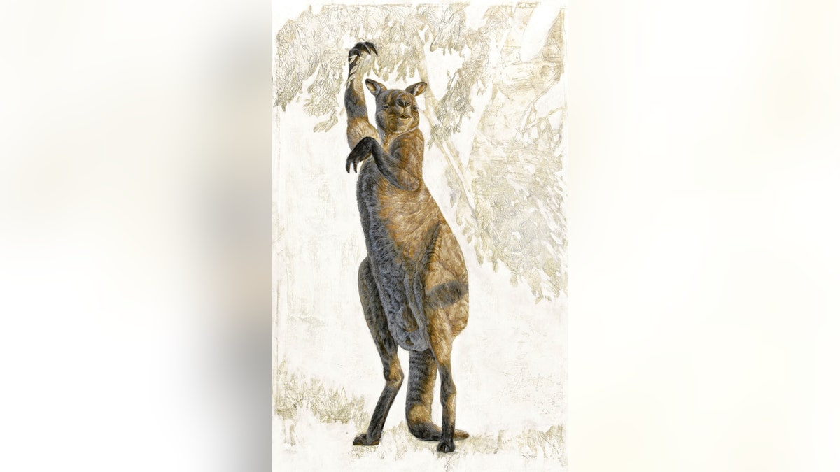 The Pleistocene kangaroo Procoptodon goliah the most extreme of the short-faced kangaroos, was the largest and most heavily built kangaroo known. It had an unusually short, flat face and forwardly directed eyes, with a single large toe on each foot (reduced from the more normal count of four). Each hand had two long, clawed fingers that would have been used to bring leafy branches within reach. (Credit: Centre of Excellence for Australia Biodiversity and Heritage.)