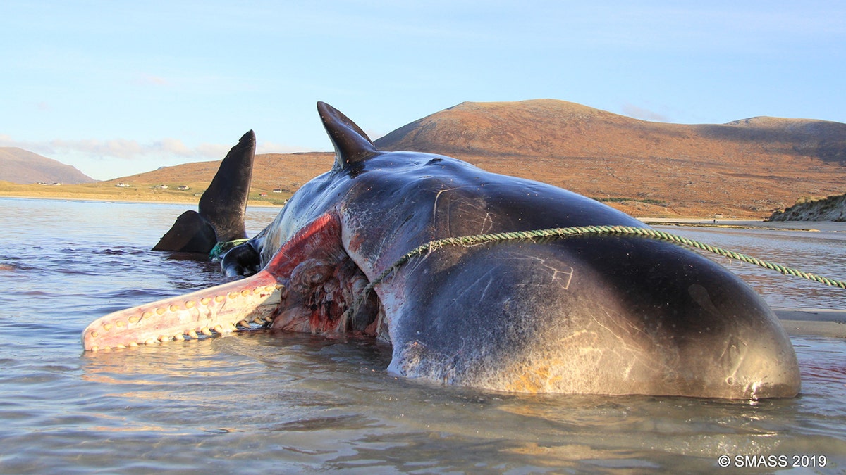 A sperm whale that stranded and died on the shores of an island in Scotland had a 220-pound ball of trash inside its stomach.