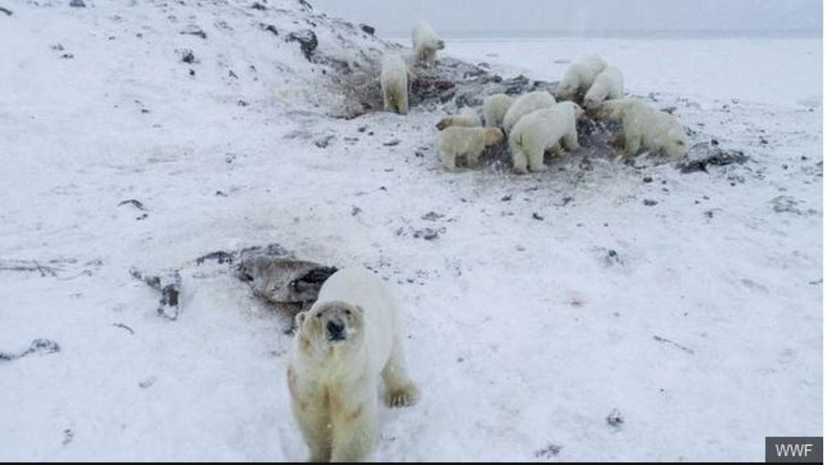 Conservationists counted at least 50 polar bears.
