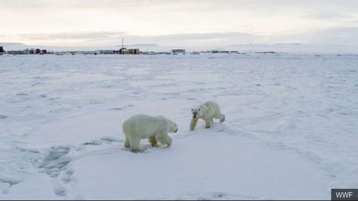 The polar bears have traveled close to the village. (Maksim Dyominov / WWF-Russia)