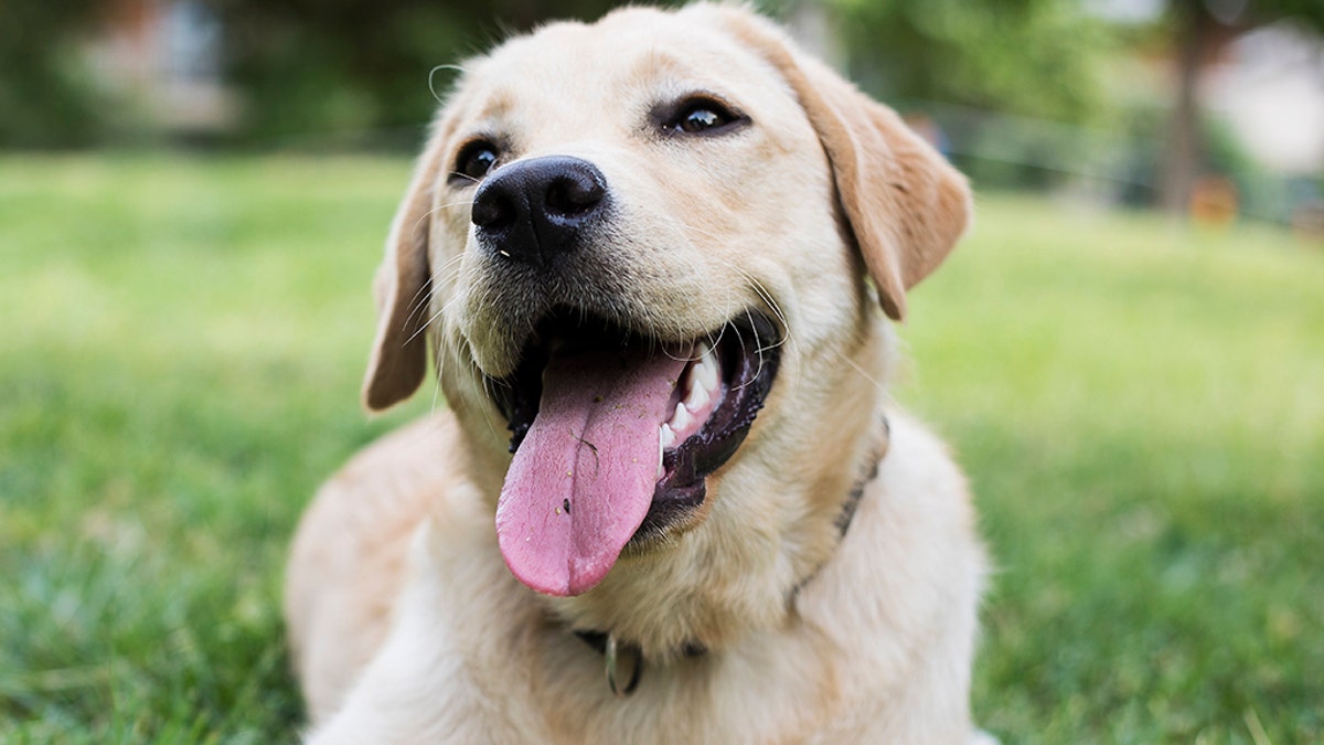 dog at the park