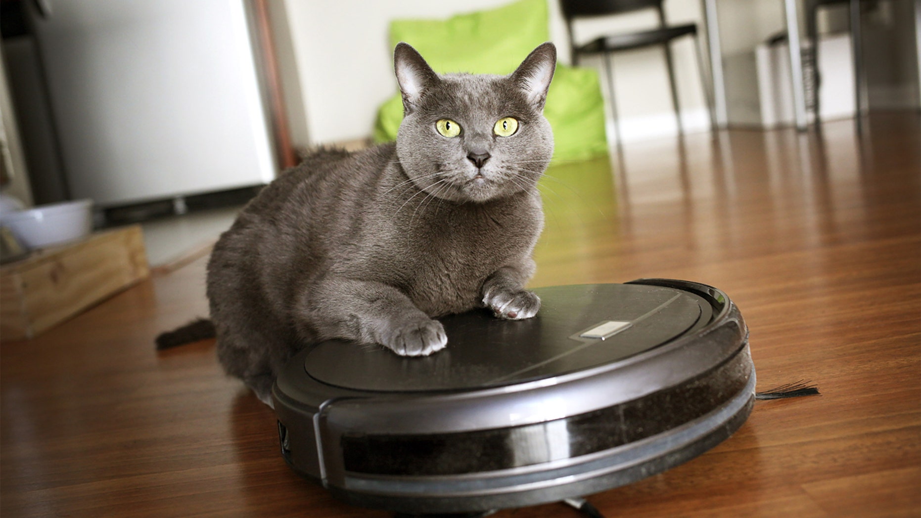 Nine Hour Video Clip of Cat Riding Vacuum Cleaner