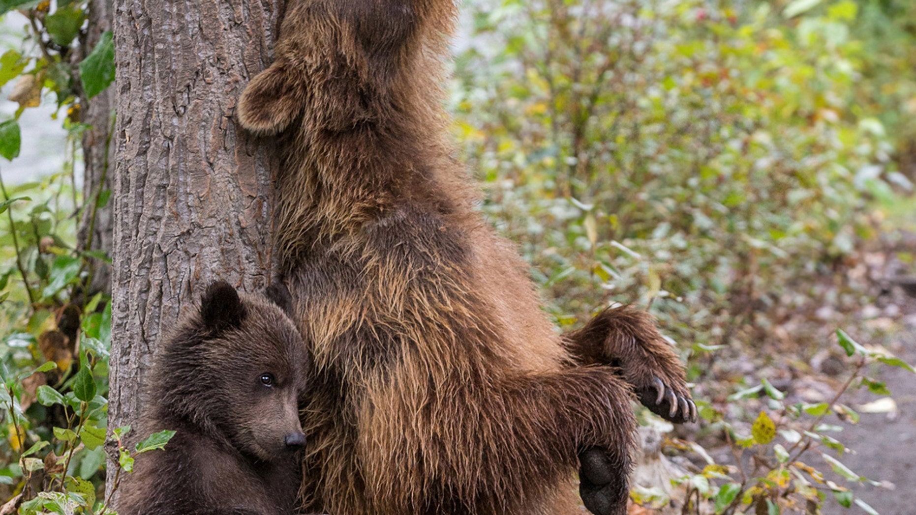 https://a57.foxnews.com/static.foxnews.com/foxnews.com/content/uploads/2019/12/1862/1048/jungle-book-1.jpg