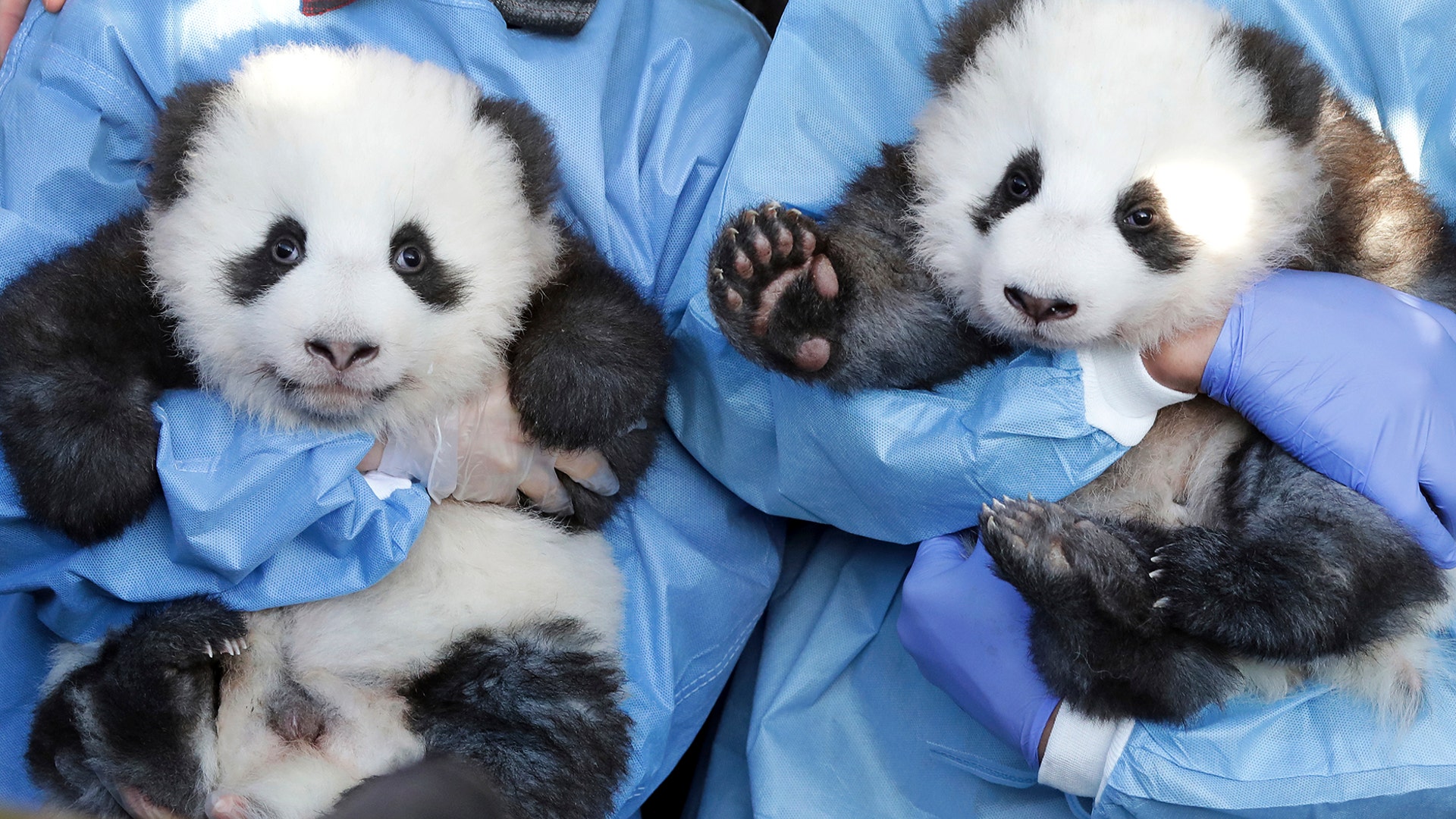 Zookeepers holds 'Meng Yuan' and 'Meng Xiang' during a name-giving event for the young panda twins at the Berlin Zoo in Berlin, Germany, Dec. 9, 2019. 