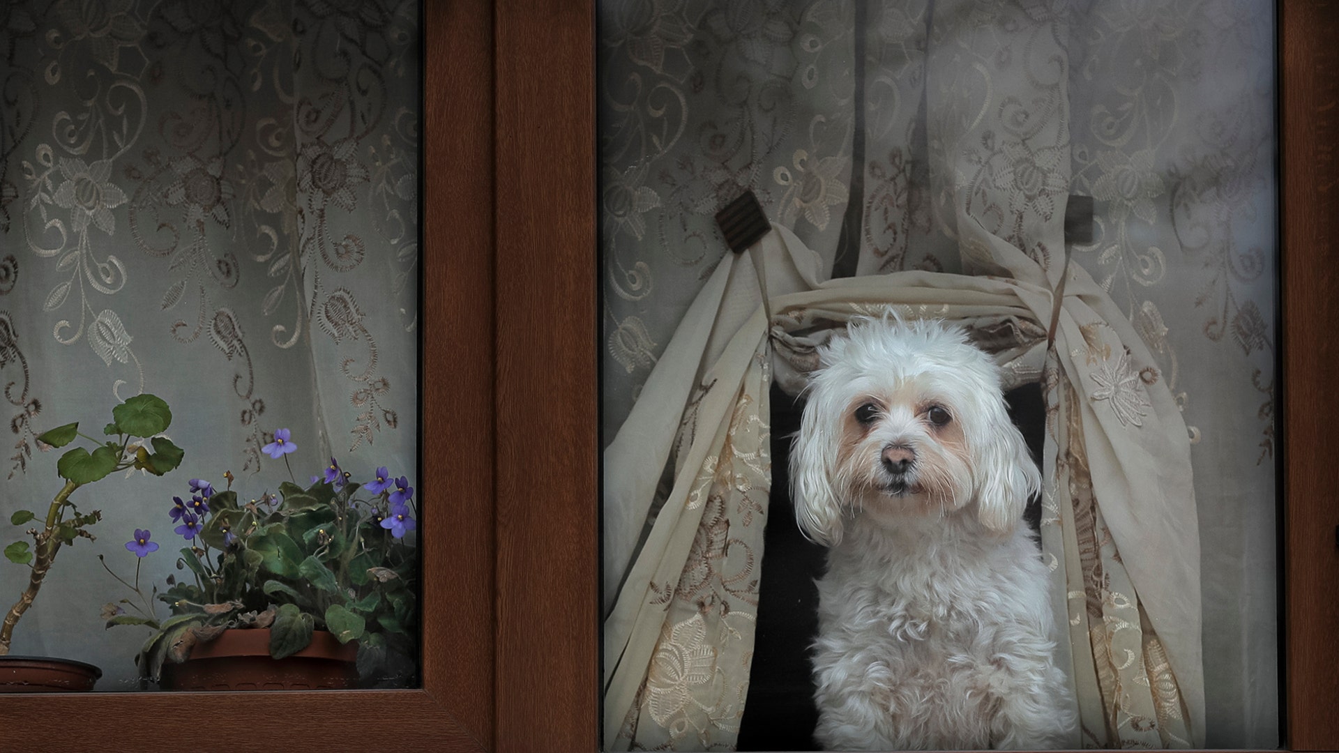 A dog presses its nose against a window while watching passers-by in Bucharest, Romania, Dec. 8, 2019.