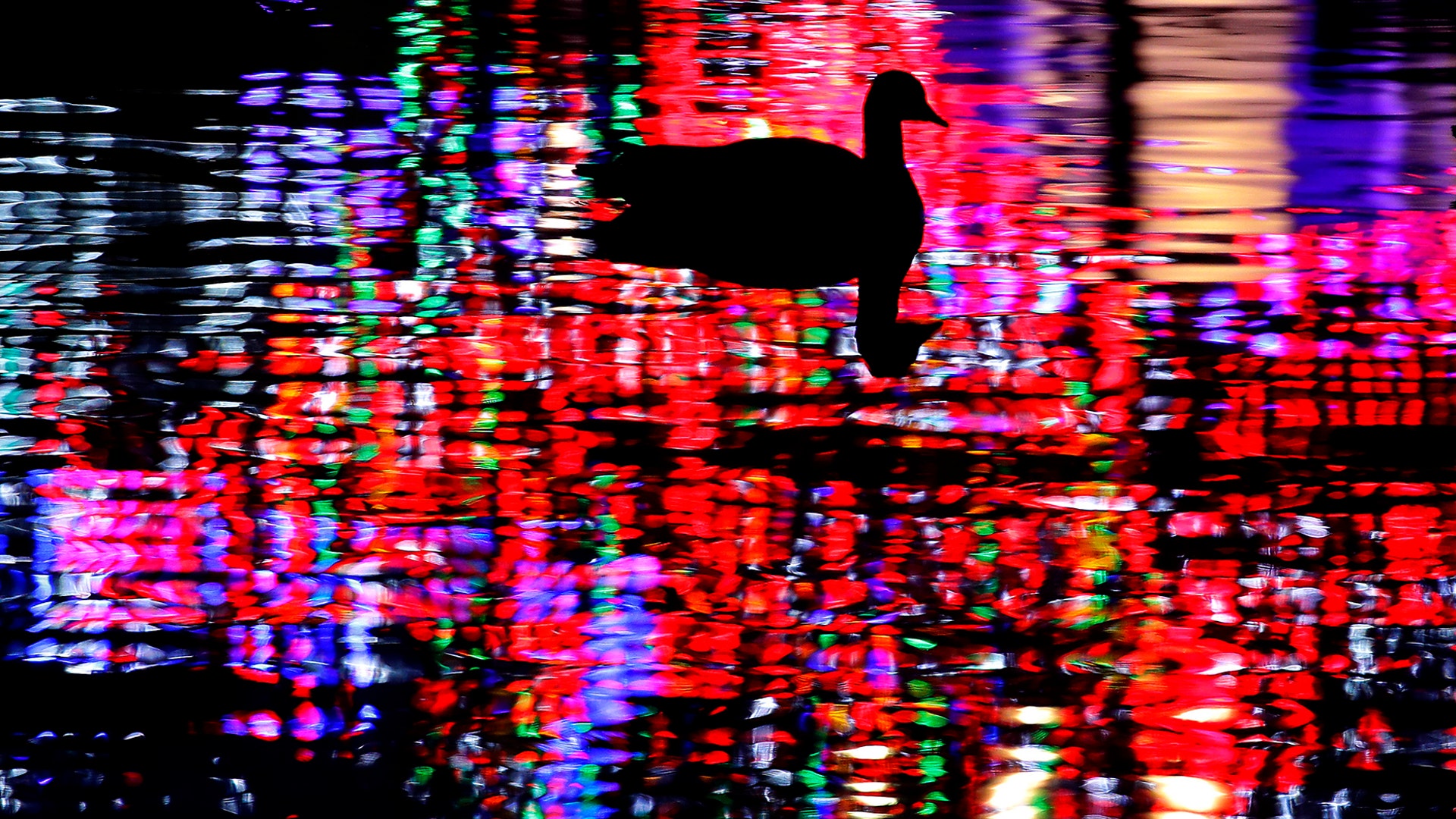 A goose is silhouetted by Christmas lights reflected on a pond in Lenexa, Kansas, Dec. 12, 2019.