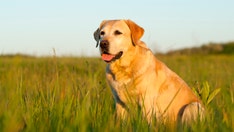 Kentucky kennel fire kills more than 50 dogs