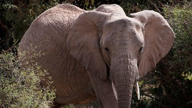 Botswana cancels hunters' licenses following controversy over killing protected elephant