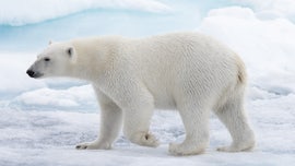 Polar bears birthing could be disrupted by warming climate