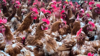 Russia reports first case of avian flu in humans
