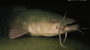 North Carolina woman says catfish smashed her car's windshield