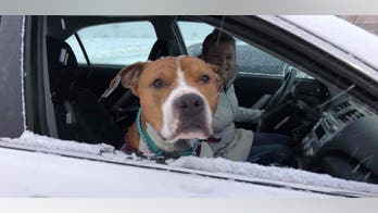 Zeus, dog stolen from Montana and found in West Virginia, journeys 2,000 miles home with help of volunteers
