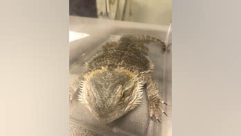 Police search for owners of caged lizards found on Massachusetts street: 'This is not a misprint'