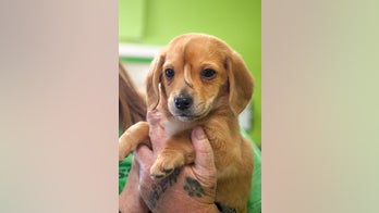 Narwhal, the 'unicorn' puppy, to remain in Missouri with rescue group founder