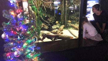 Electric eel powers Tennessee Aquarium's Christmas lights, in shocking use of science