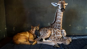 Abandoned baby giraffe in South Africa, whose pics went viral after befriending dog, dies