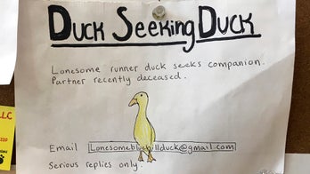 Maine man helps lonely duck with surprising dating ad
