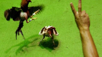 Puerto Rico to approve cockfighting in defiance of US law, officials say