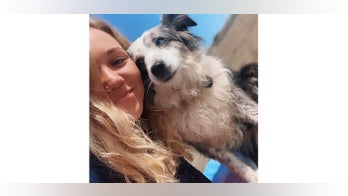 San Francisco woman seeking stolen dog hires plane, offers $7G reward