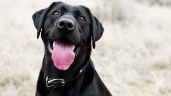 UK Labrador has life-saving surgery after eating more than 30 gingerbread Christmas decorations