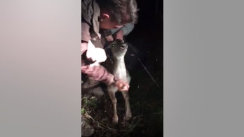 Gruesome video from 'illegal hunting competition' shows man stabbing young deer in neck