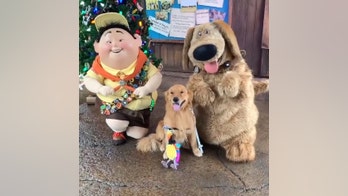 Service dog at Disney World meets costumed dog from 'Up,' can barely contain himself