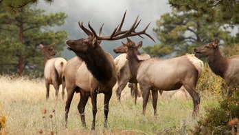 Wild bull elk seen destroying sign warning of wild elk at California national park