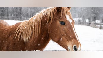 6 more horses found shot to death in eastern Kentucky, 'looked like battlefield'