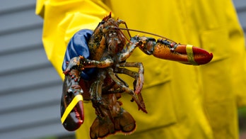 Thief hijacks lobster truck in Boston, crashes it into other lobster truck