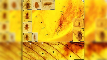 Feathered dinosaurs were eaten by lice-like insects, study says