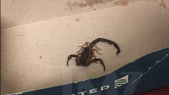 Scorpion on United Airlines flight stings passenger
