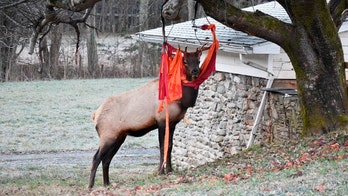 On Thanksgiving, elk with love of apples gets tangled up in North Carolina man’s hammock