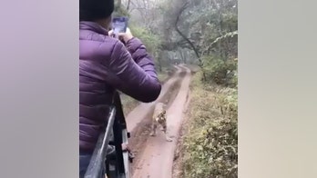 Tourist vehicle chased by tiger at India wildlife sanctuary, video shows