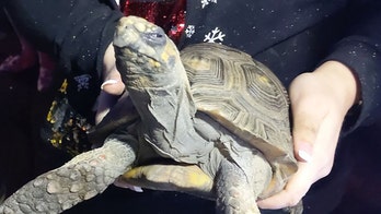 ‘Angry’ tortoise, 45, rescued after starting Christmas Day house fire in England