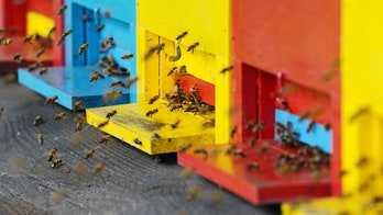 Arizona man registers bees as emotional support animals