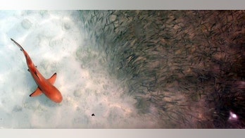 Shark wounds are kept 'infection free' thanks to this shocking discovery