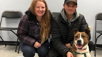 'Best Christmas gift': Dog is adopted after 500 days in New York shelter