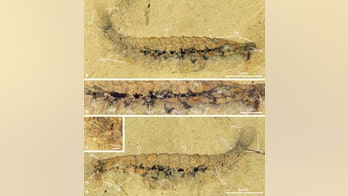 Fossilized brains found in ancient bug-like creatures